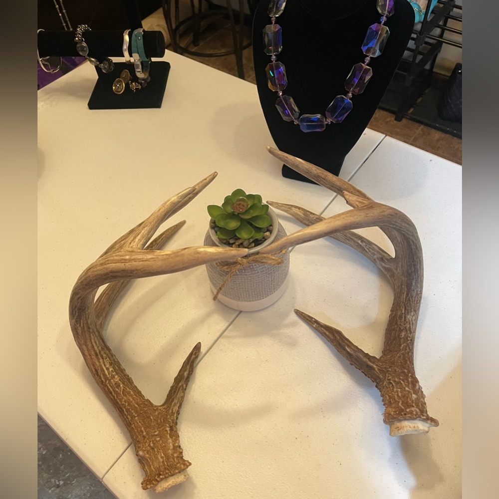 🦌 5+ Point Matchin White Tail Antlers, one tine is broken